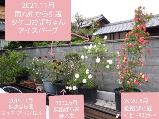 枇杷(ビワ)の花と間引き菜の収穫祭