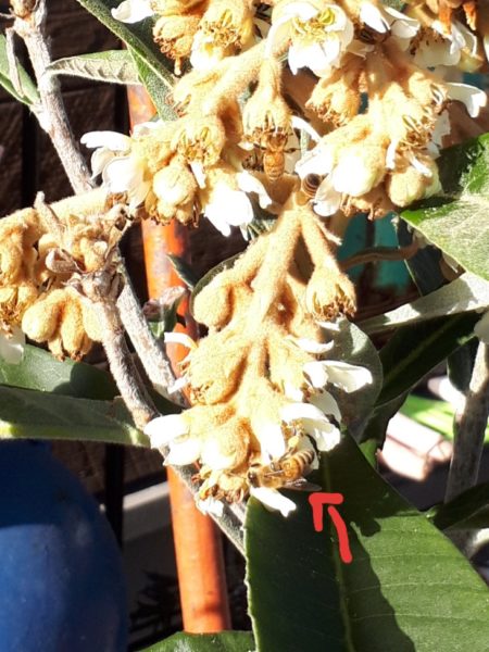 枇杷(ビワ)の花と間引き菜の収穫祭