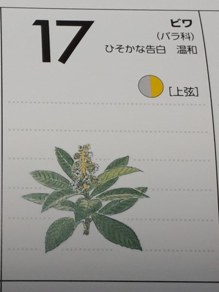 枇杷(ビワ)の花と間引き菜の収穫祭