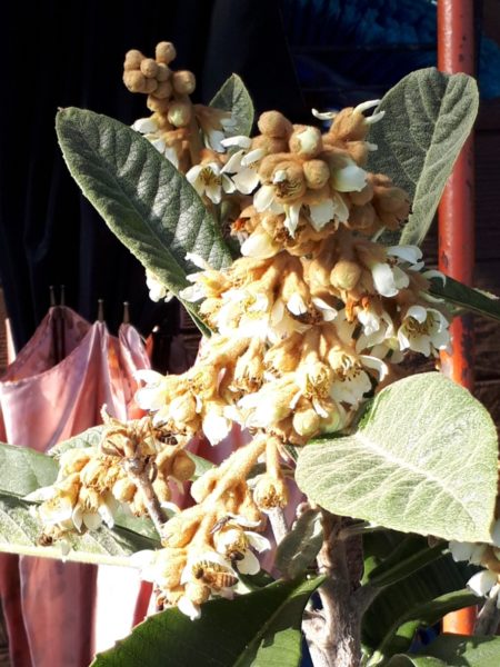 枇杷(ビワ)の花と間引き菜の収穫祭