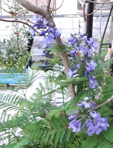 枇杷(ビワ)の花と間引き菜の収穫祭