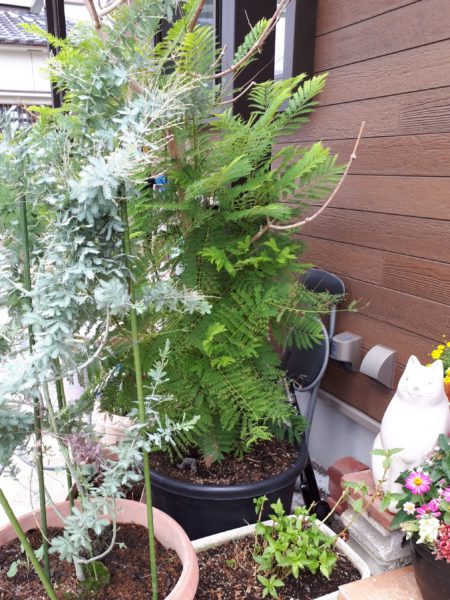 枇杷(ビワ)の花と間引き菜の収穫祭