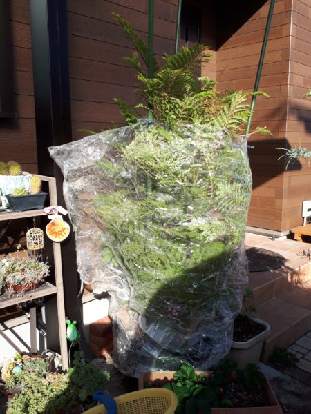 枇杷(ビワ)の花と間引き菜の収穫祭