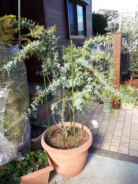 枇杷(ビワ)の花と間引き菜の収穫祭