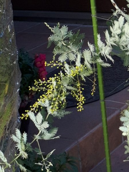 枇杷(ビワ)の花と間引き菜の収穫祭