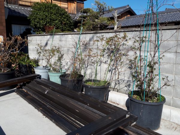 枇杷(ビワ)の花と間引き菜の収穫祭