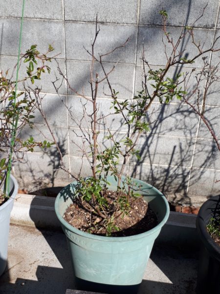 枇杷(ビワ)の花と間引き菜の収穫祭