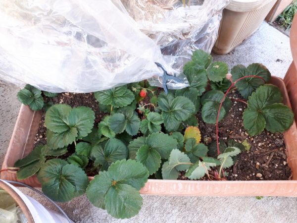 枇杷(ビワ)の花と間引き菜の収穫祭