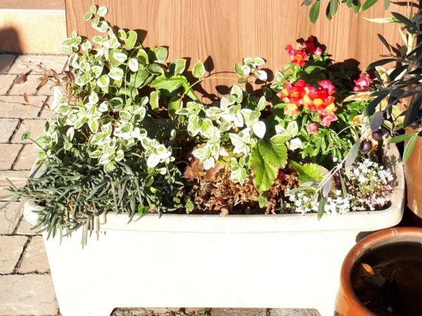 枇杷(ビワ)の花と間引き菜の収穫祭