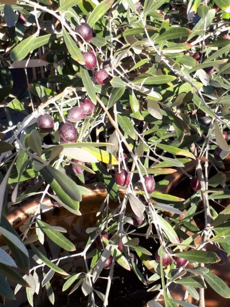 枇杷(ビワ)の花と間引き菜の収穫祭