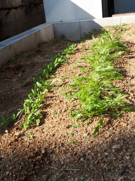 枇杷(ビワ)の花と間引き菜の収穫祭