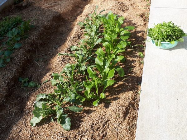 枇杷(ビワ)の花と間引き菜の収穫祭