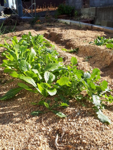 枇杷(ビワ)の花と間引き菜の収穫祭