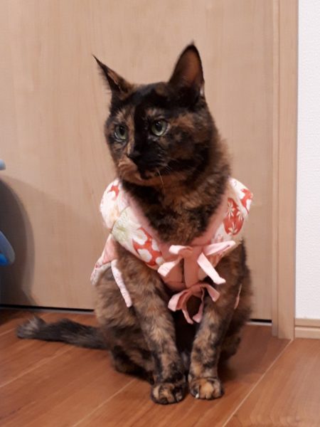 半纏猫が可愛すぎる件とキャットタワーの使用状況