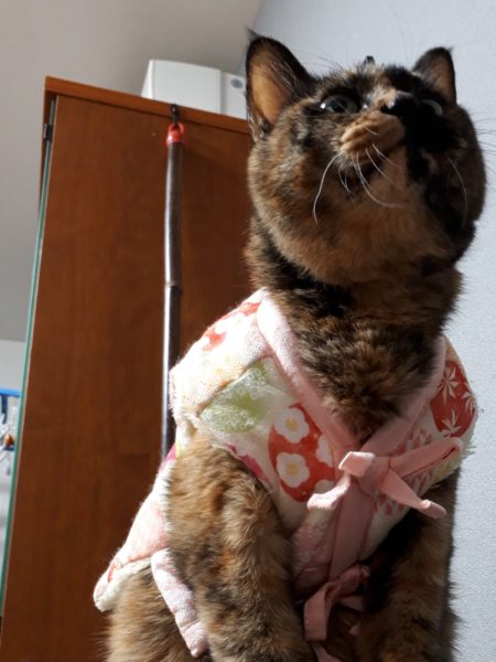 半纏猫が可愛すぎる件とキャットタワーの使用状況