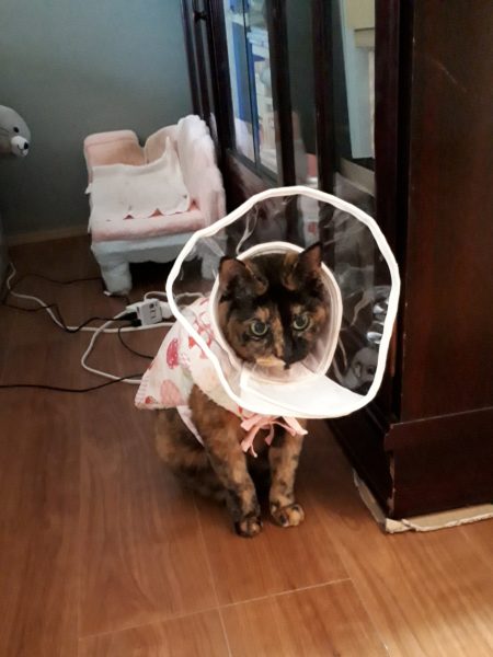 半纏猫が可愛すぎる件とキャットタワーの使用状況