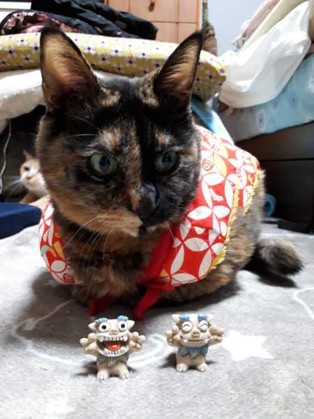 半纏猫が可愛すぎる件とキャットタワーの使用状況