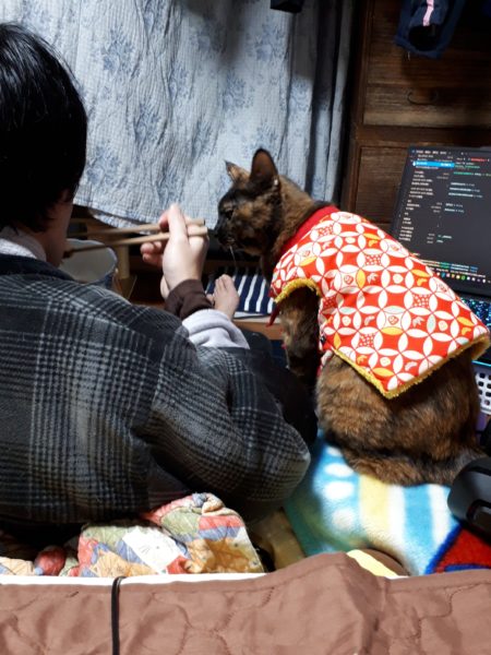 半纏猫が可愛すぎる件とキャットタワーの使用状況