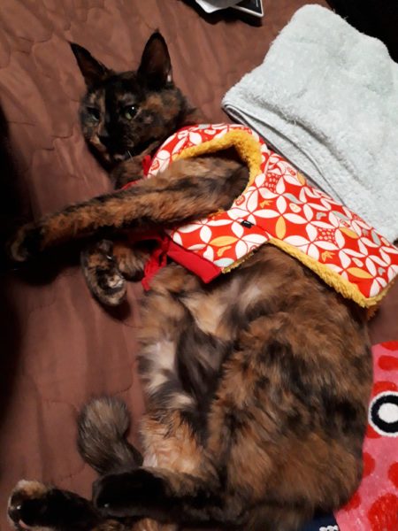 半纏猫が可愛すぎる件とキャットタワーの使用状況