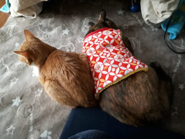 半纏猫が可愛すぎる件とキャットタワーの使用状況