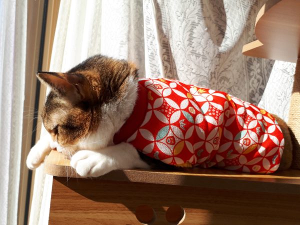 半纏猫が可愛すぎる件とキャットタワーの使用状況