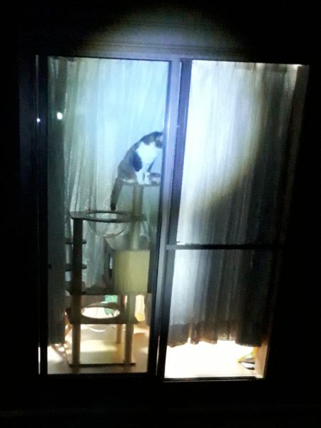 半纏猫が可愛すぎる件とキャットタワーの使用状況