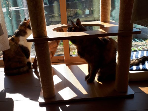 半纏猫が可愛すぎる件とキャットタワーの使用状況