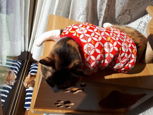 半纏猫が可愛すぎる件とキャットタワーの使用状況
