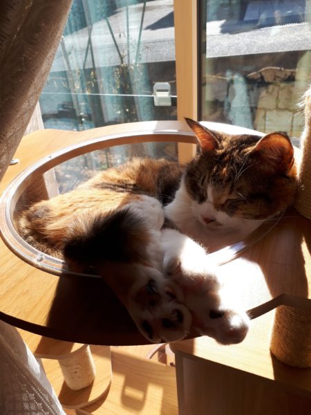 半纏猫が可愛すぎる件とキャットタワーの使用状況