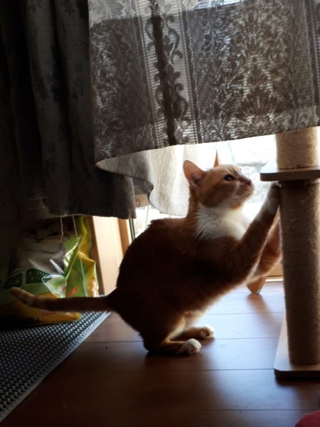 半纏猫が可愛すぎる件とキャットタワーの使用状況
