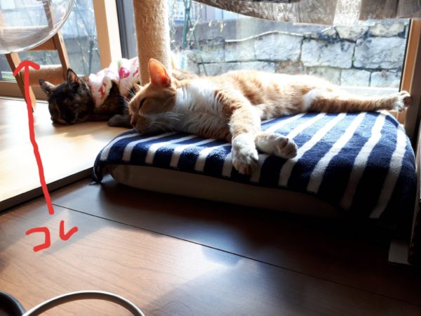 半纏猫が可愛すぎる件とキャットタワーの使用状況