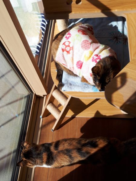 半纏猫が可愛すぎる件とキャットタワーの使用状況