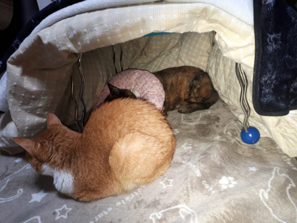 半纏猫が可愛すぎる件とキャットタワーの使用状況