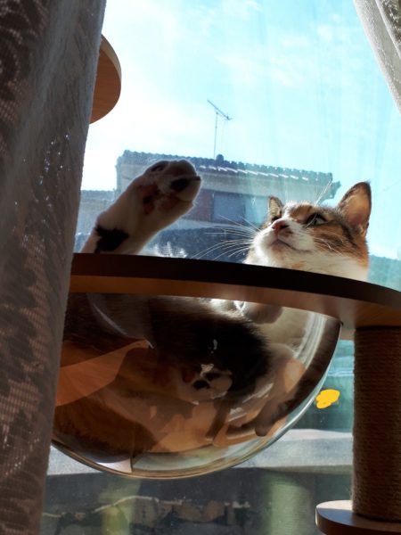 キャットタワー　透明ボウル　猫