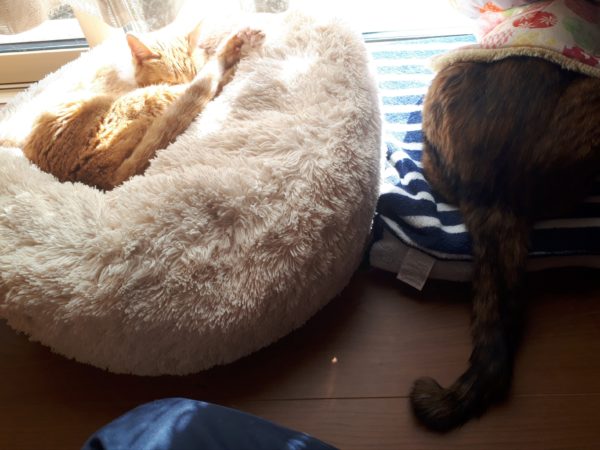 冬の穏やかな休日【久しぶりの夫婦デートと雪の日曜日】