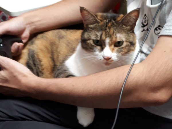 縞三毛猫なめこの誕生日