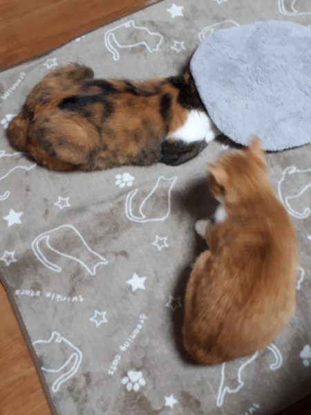 縞三毛猫なめこの誕生日