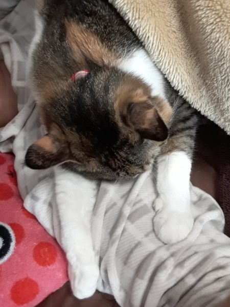 縞三毛猫なめこの誕生日