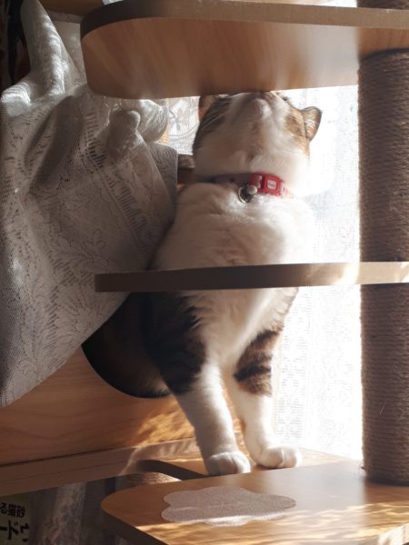 縞三毛猫なめこの誕生日