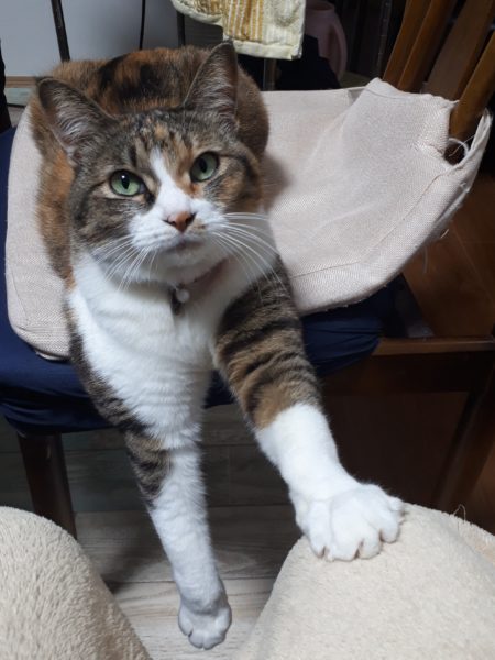 縞三毛猫なめこの誕生日