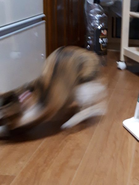 縞三毛猫なめこの誕生日