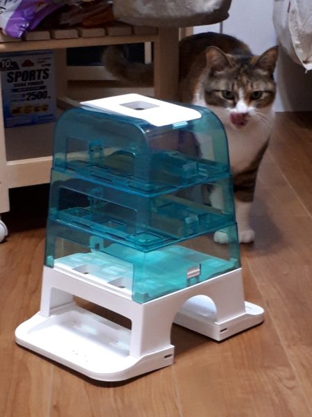 縞三毛猫なめこの誕生日