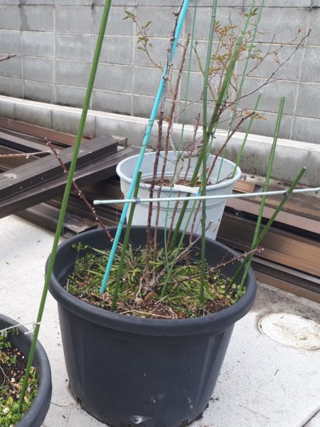 薔薇と旦那の頭の、冬剪定 バラ 2月 セルフカット 散髪 適当