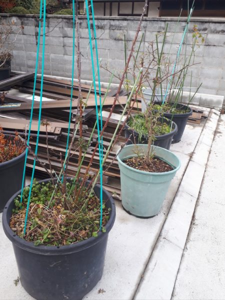 薔薇と旦那の頭の、冬剪定 バラ 2月 セルフカット 散髪 適当