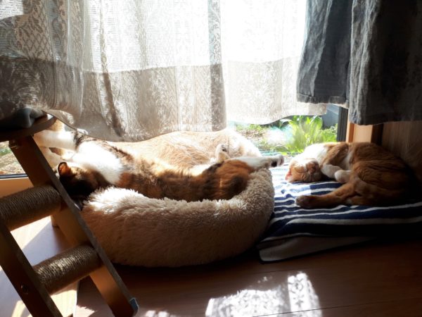 後厄のお参りと、久しぶりの義実家と、念願のザッパ村。