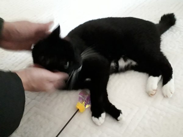 後厄のお参りと、久しぶりの義実家と、念願のザッパ村。