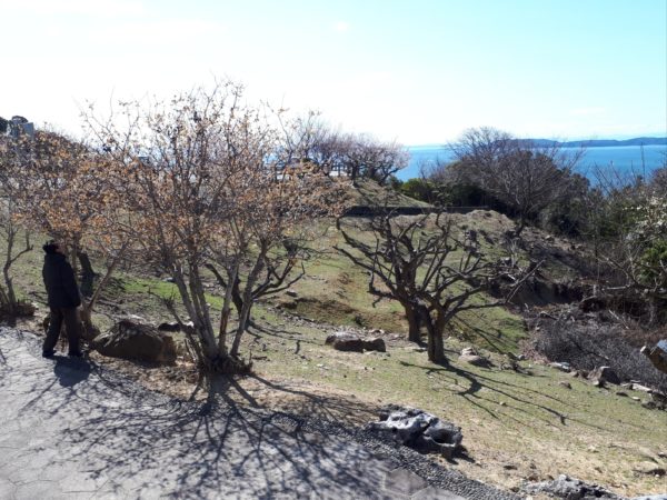 梅の花と海を見に。久しぶりの3人でドライブ。たつの市三津　綾部山梅林　世界の梅公園
