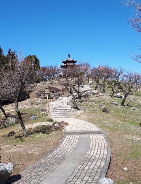 梅の花と海を見に。久しぶりの3人でドライブ。たつの市三津　綾部山梅林　世界の梅公園