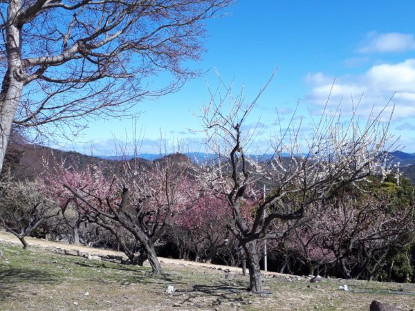 梅の花と海を見に。久しぶりの3人でドライブ。たつの市三津　綾部山梅林　世界の梅公園