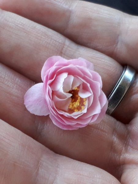 梅の花と海を見に。久しぶりの3人でドライブ。たつの市三津　綾部山梅林　世界の梅公園